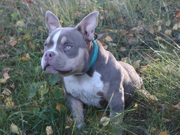 American Bully · Upplands väsby · Lion.bullys