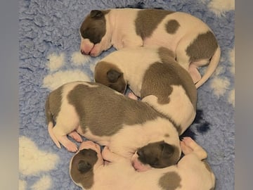 Whippet · Oslo · Lill Tonje Johansen Ristvedt