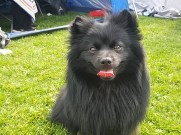 Kerberos Silver