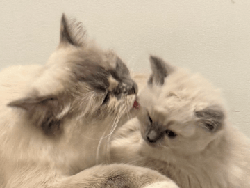 Ragdoll · Vallentuna · Anderwels