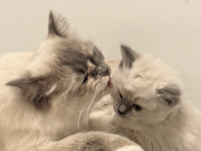 Ragdoll · Vallentuna · Anderwels