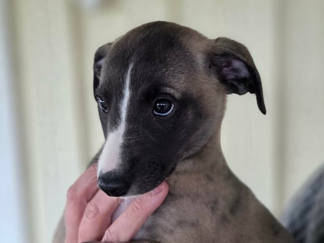 Whippet