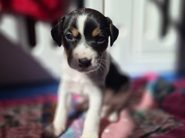 Dansk-svensk gårdhund · Norrköping · Cimdor