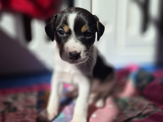 Dansk-svensk gårdhund · Norrköping · Cimdor