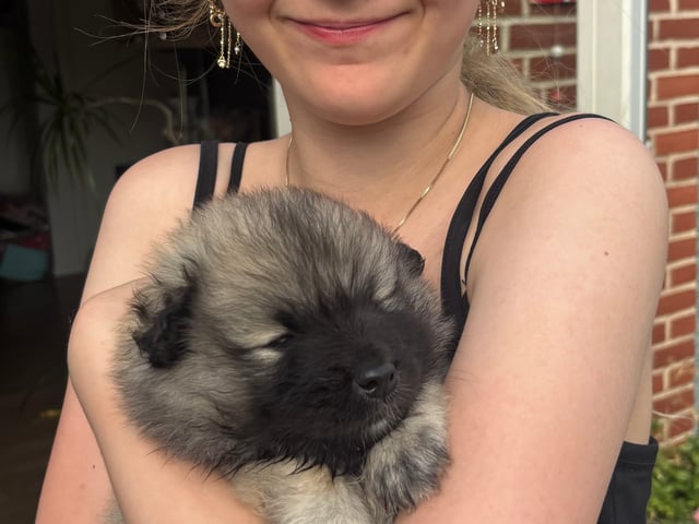 Keeshond