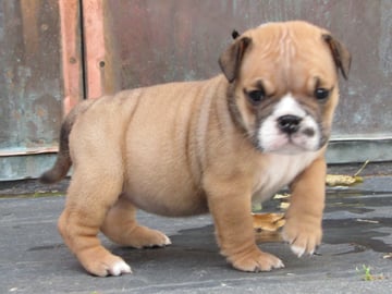 Maxibull