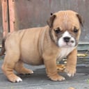 Engelsk bulldog