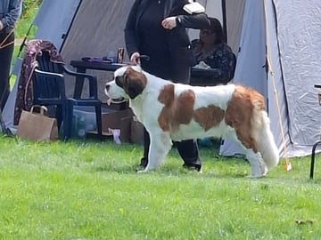Fredsduvan's Kennel