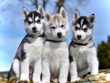 Rydbokulles kennel