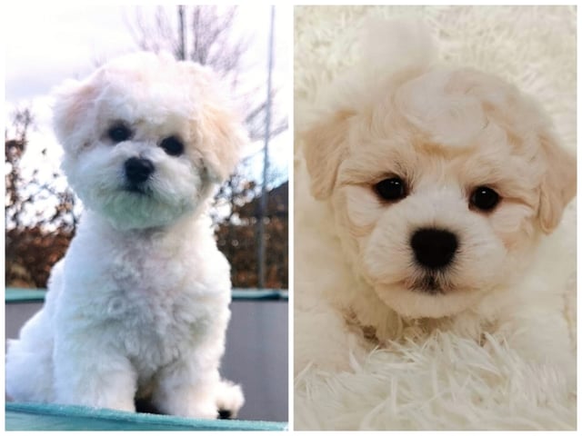 Bichon frisé