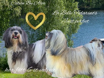 Ek-kvistens kennel