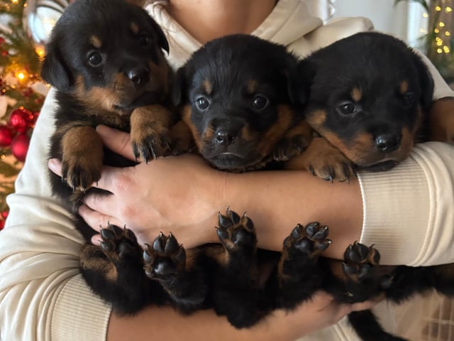 Rottweiler