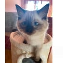 Ragdoll