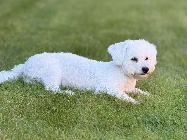 Bichon frisé