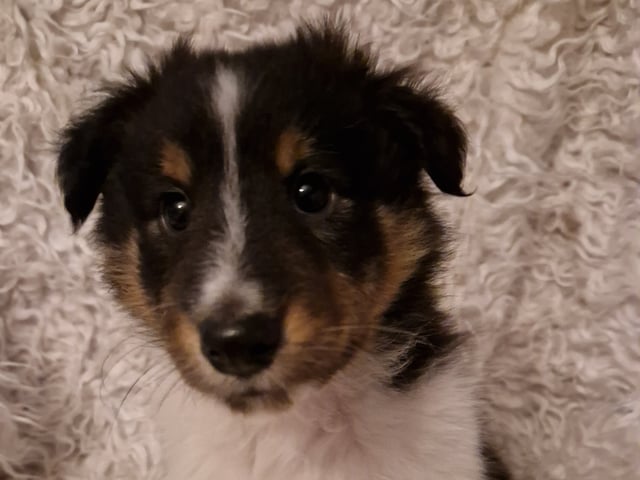 Shetland sheepdog