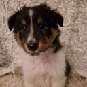 Shetland sheepdog