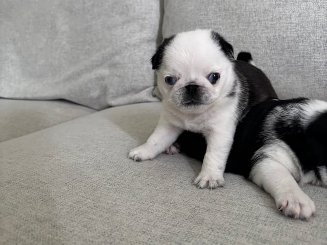 Mops