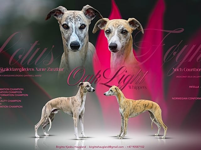 Whippet Valper ventes