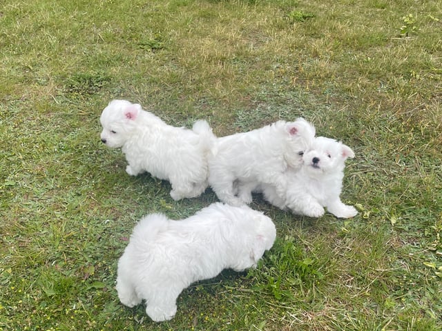 Bichon frisé