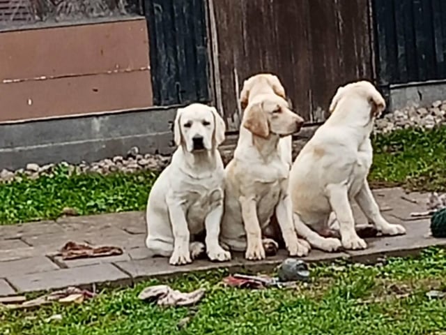 Labrador Retriever · Hörby · Monika H.