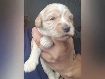 Dalkullas labradoodle