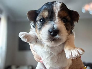 Biewer terrier · Köpingebro · Anna S.