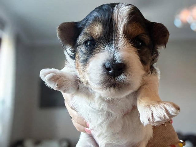 Biewer terrier