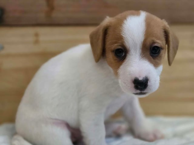 Jack Russell terrier
