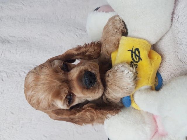 Amerikansk cocker spaniel