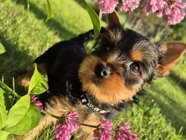 Silky terrier · Tynset · Kennel Showsilk