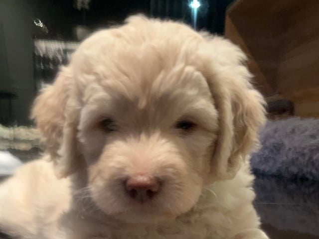 Bernedoodle