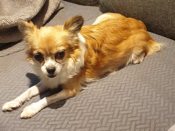 Mamma: Laika