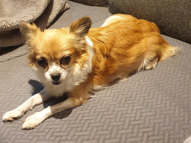 Mamma: Laika