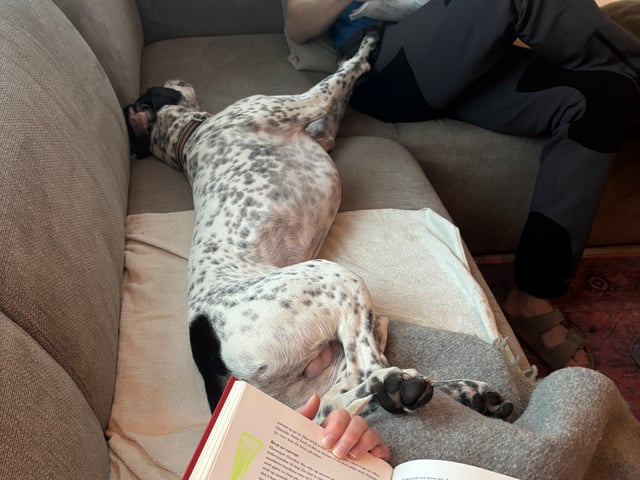 Pointer