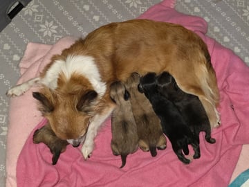 Chihuahua/papillon · Teckomatorp · Erla B.