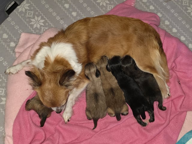 Chihuahua/papillon · Teckomatorp · Erla B.
