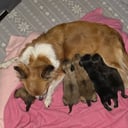 Chihuahua/papillon