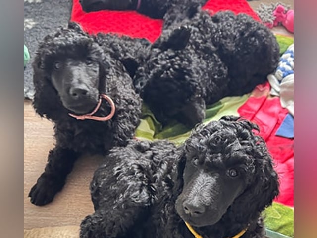 Standard Poodle · Svinndal · Ewa Szczepanska