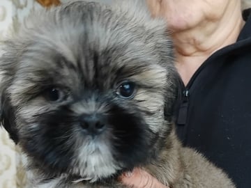 Shih Tzu · Linköping · David K.