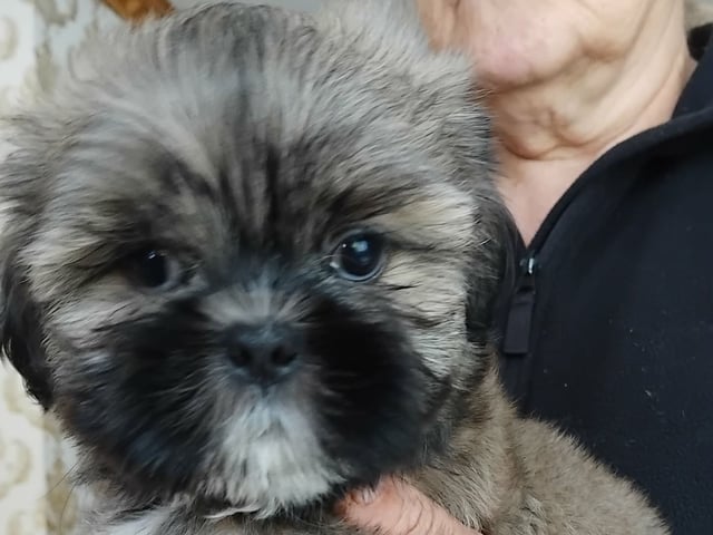 Shih Tzu