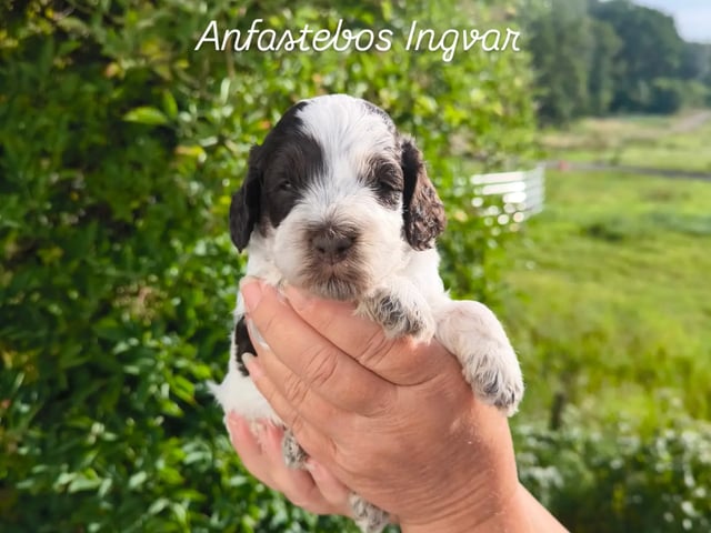 Cockerpoo · Nol · Anfastebo hunduppfödning