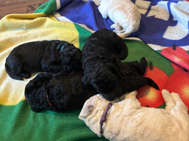Goldendoodle