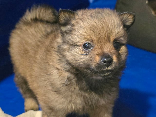 German Spitz – Mittelspitz · Luleå · Dålakungens kennel