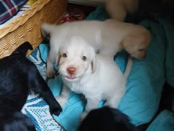 Labrador & Golden doodle · Munkfors · Joakim S.