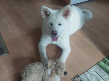 Akita inu · Dorotea · Krayon's kennel