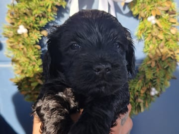 Labradoodle · Mockfjärd · Dalkullas labradoodle