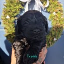 Labradoodle