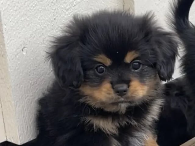 Cavalier king charles spaniel