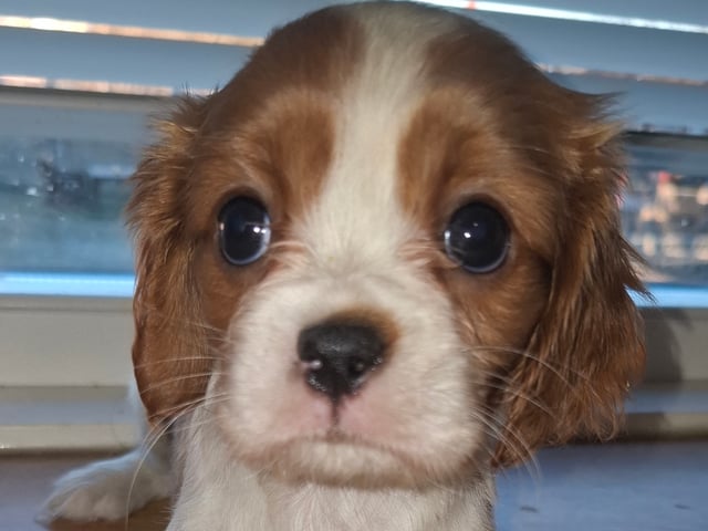 Cavalier king charles spaniel