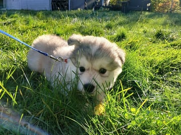 Siberian Husky · Mysen · Lis og Clay  sine hunder